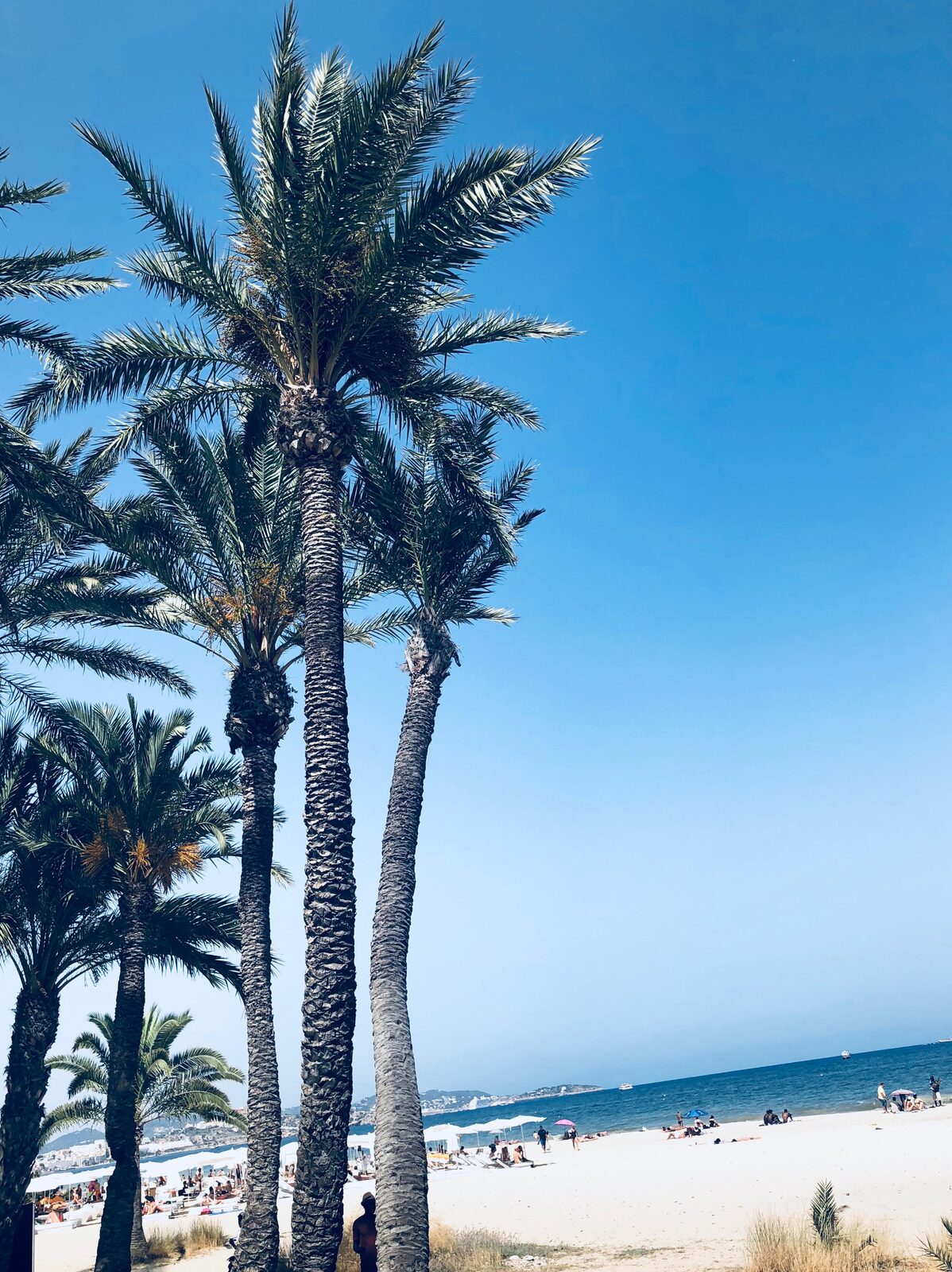 Plage de la Riviera entre Monaco et Cap-Martin, palmiers et mer turquoise
